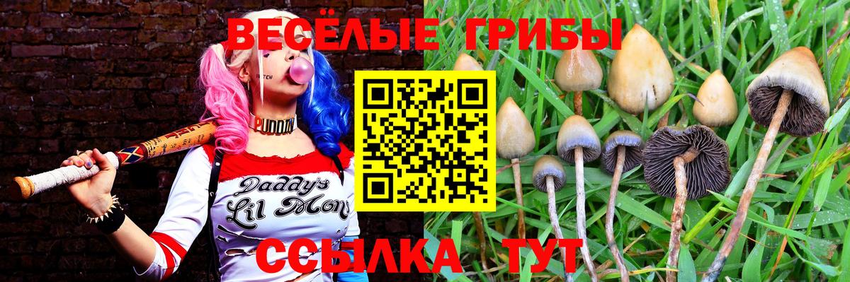 Галлюциногенные грибы Psilocybine cubensis  Вход с VPN  Кизилюрт 
